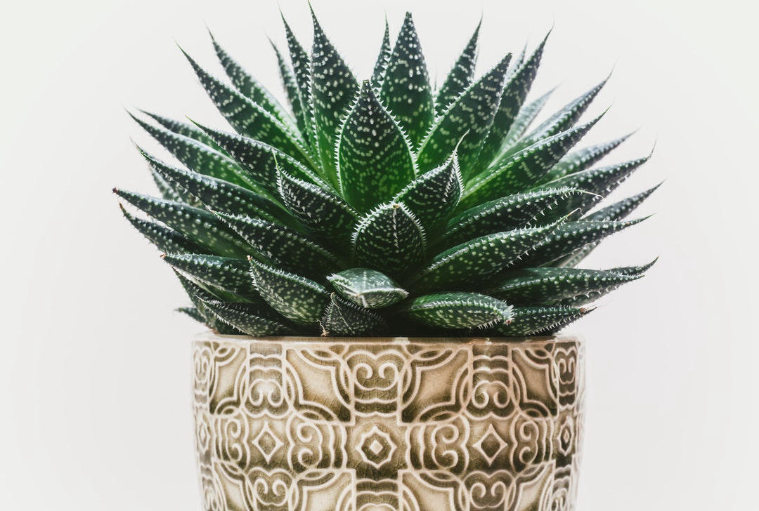 植物微景观-复制